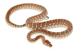 Morelia bredli